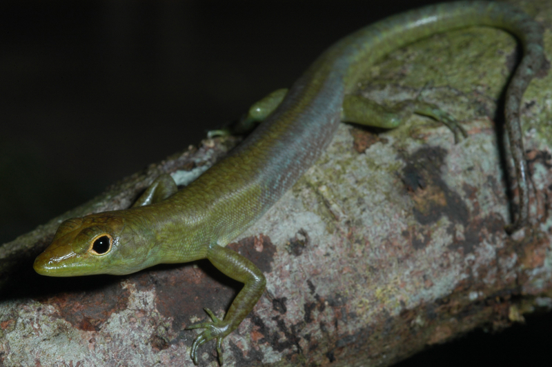 Another green-blooded lizard, this one from the lowlands of Papua New Guinea.